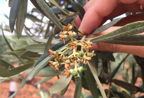 Olives caillées de fleurs déjà fanées