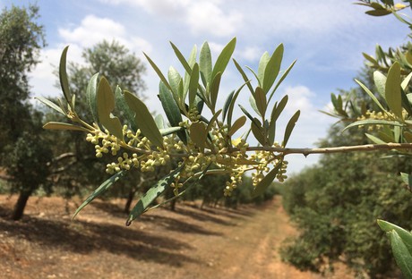 Rameau d'olivier sur le point de fleurir