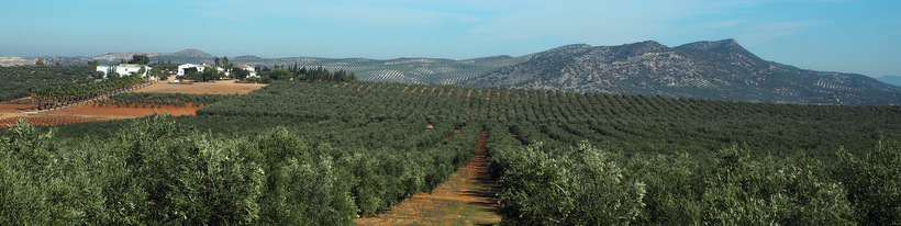 Een olijfgaard van Andalusië, Spanje