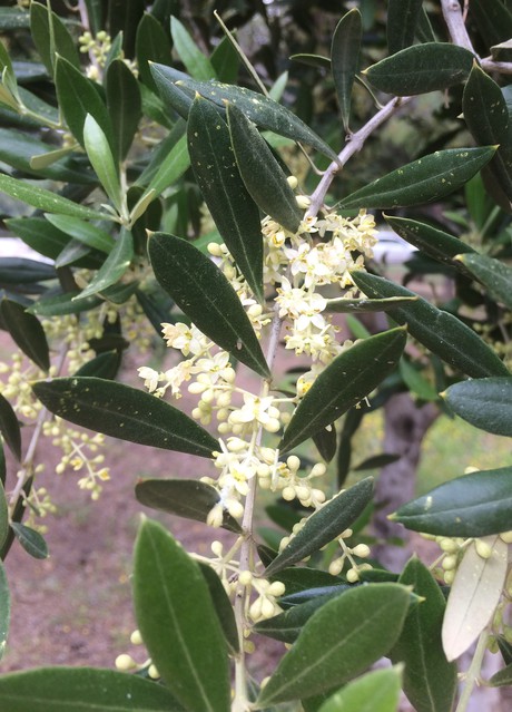Flor de olivo recién salida