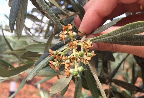 aceitunas cuajadas con flores ya marchitas