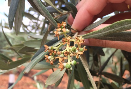 aceitunas cuajadas con flores ya marchitas