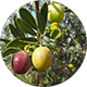aceituna 8