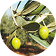 aceituna 9