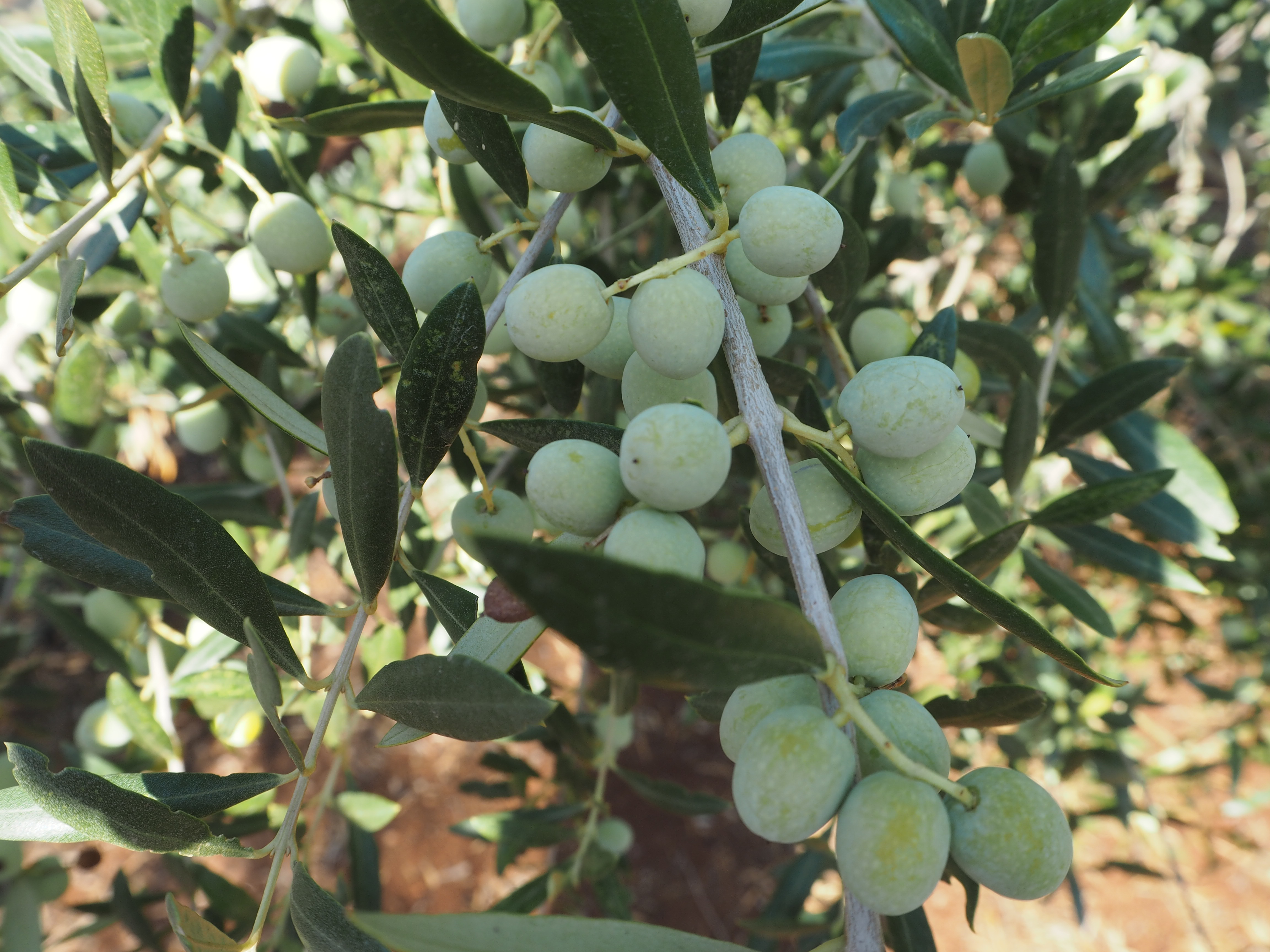 Aceituna Arbequina