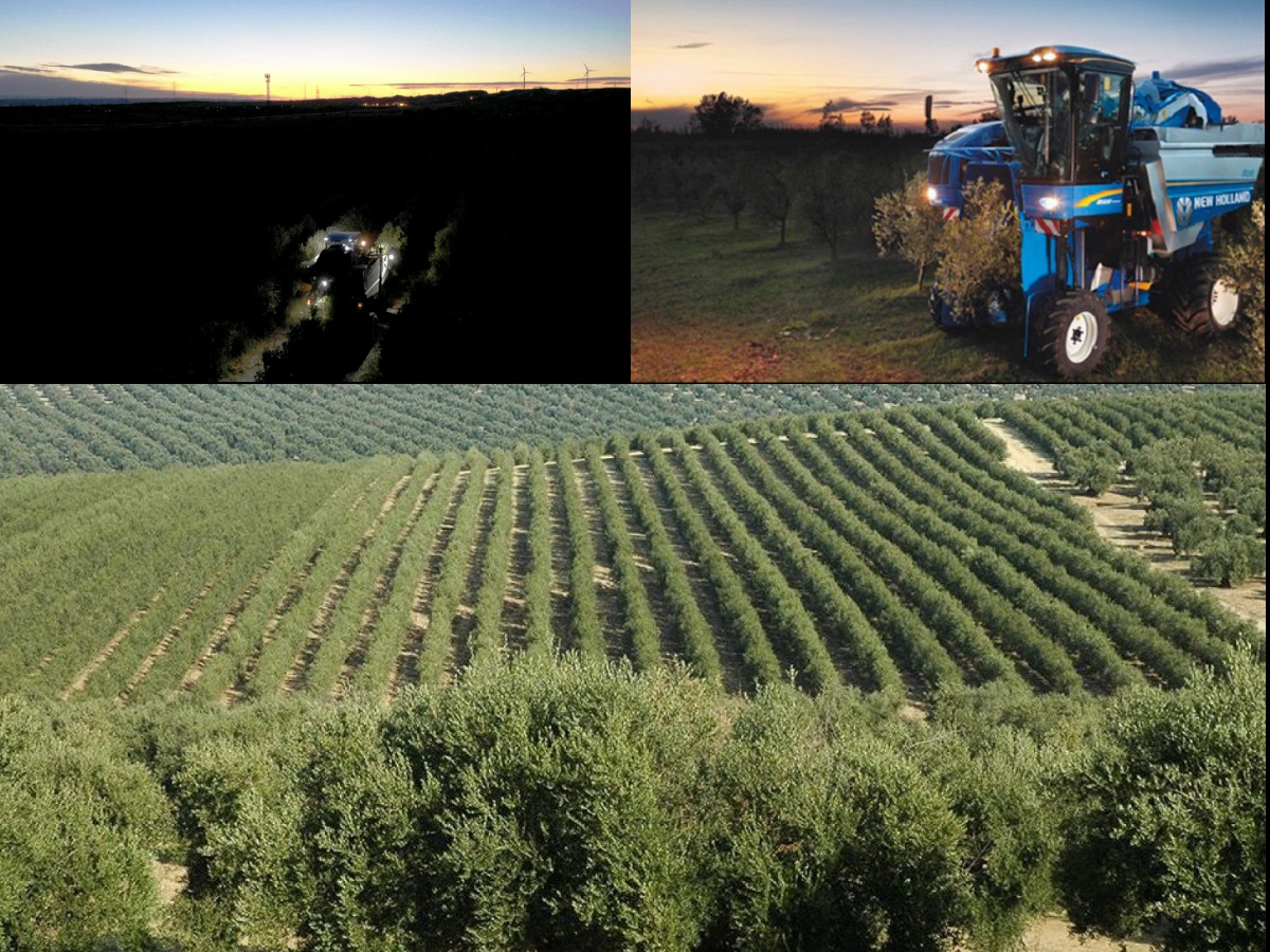 Recogida nocturna cosechadoras y cultivo olivar superintensivo