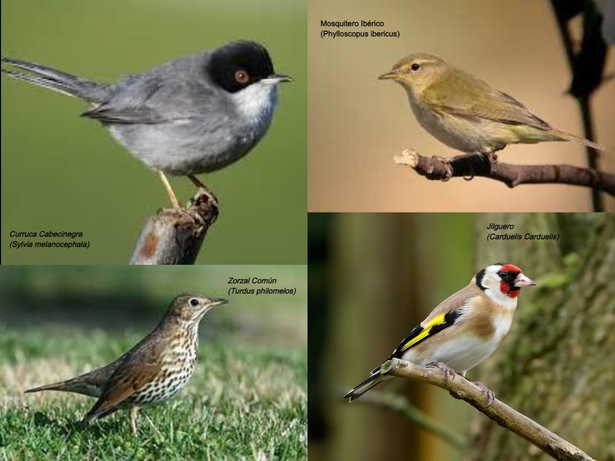 Especies aves afectadas por recogida nocturna del olivar superintensivo