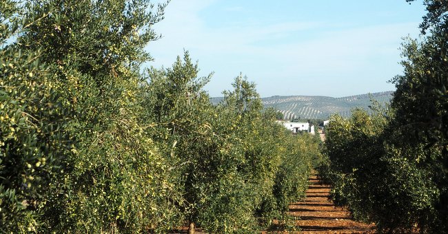 Spansk olivodling Las Valdesas