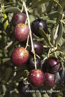 olives en envero