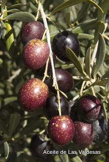 Olive alla fine dell'invaiatura