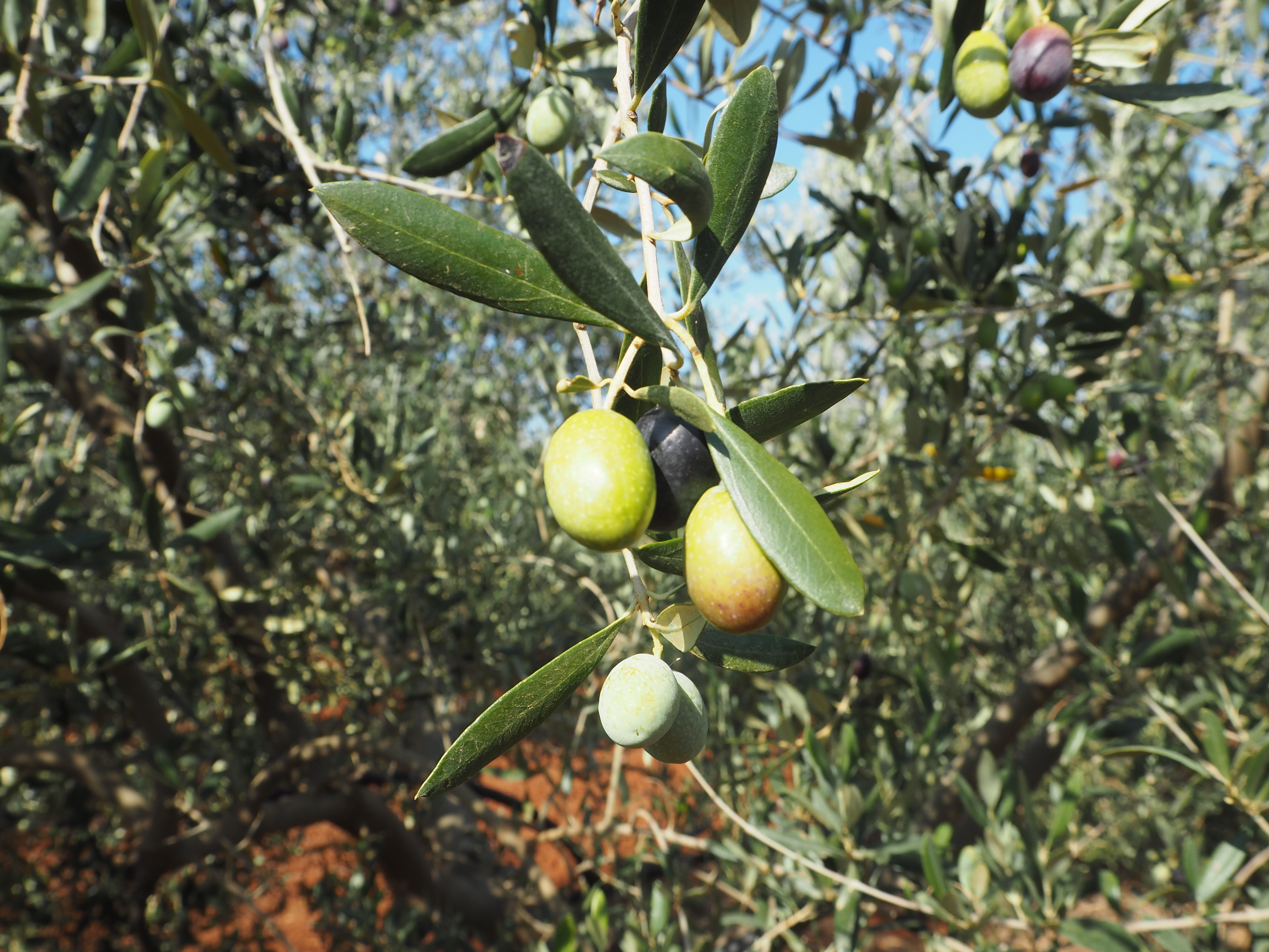 Aceituna Frantoio