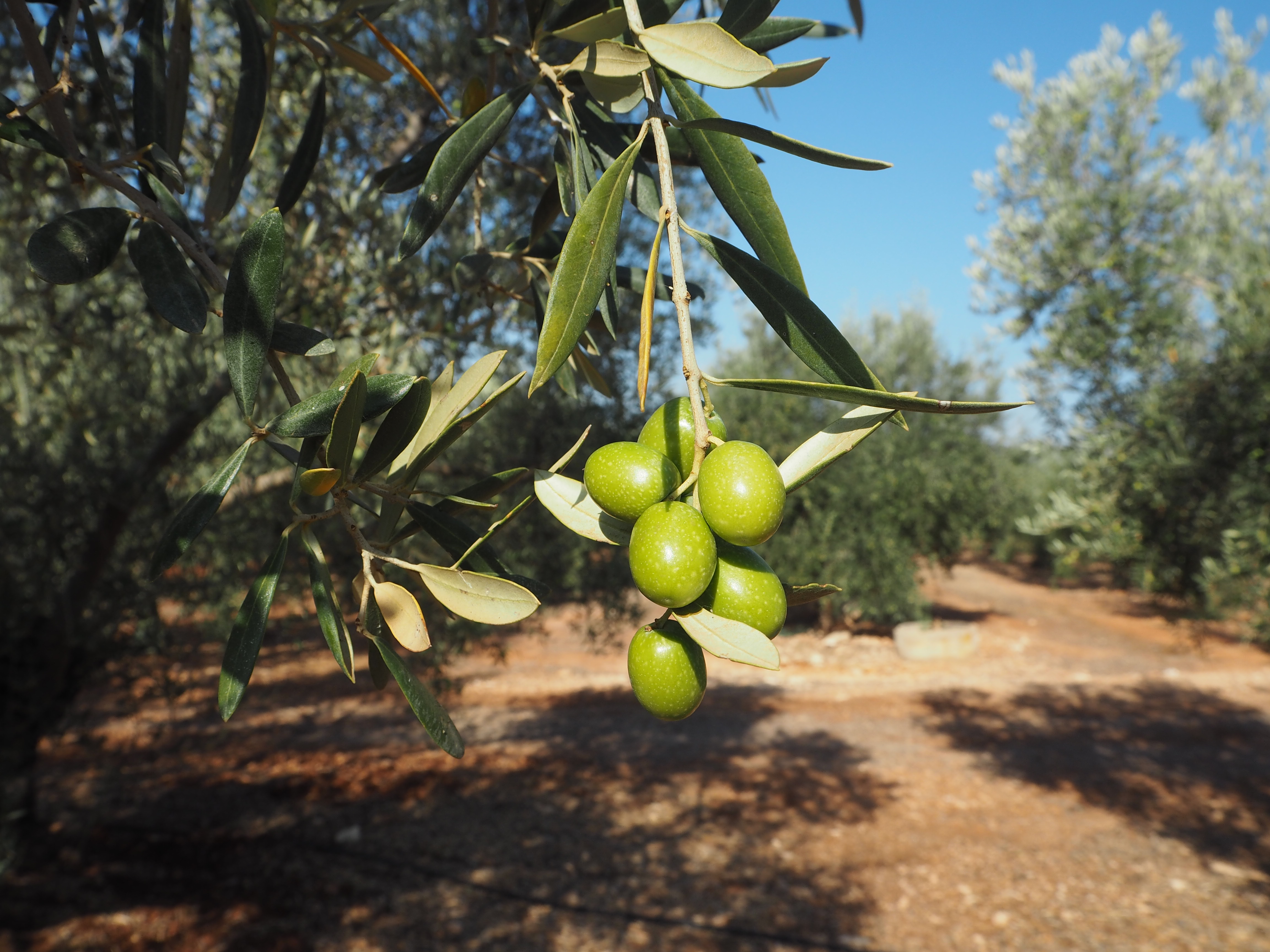 Aceituna Hojiblanca