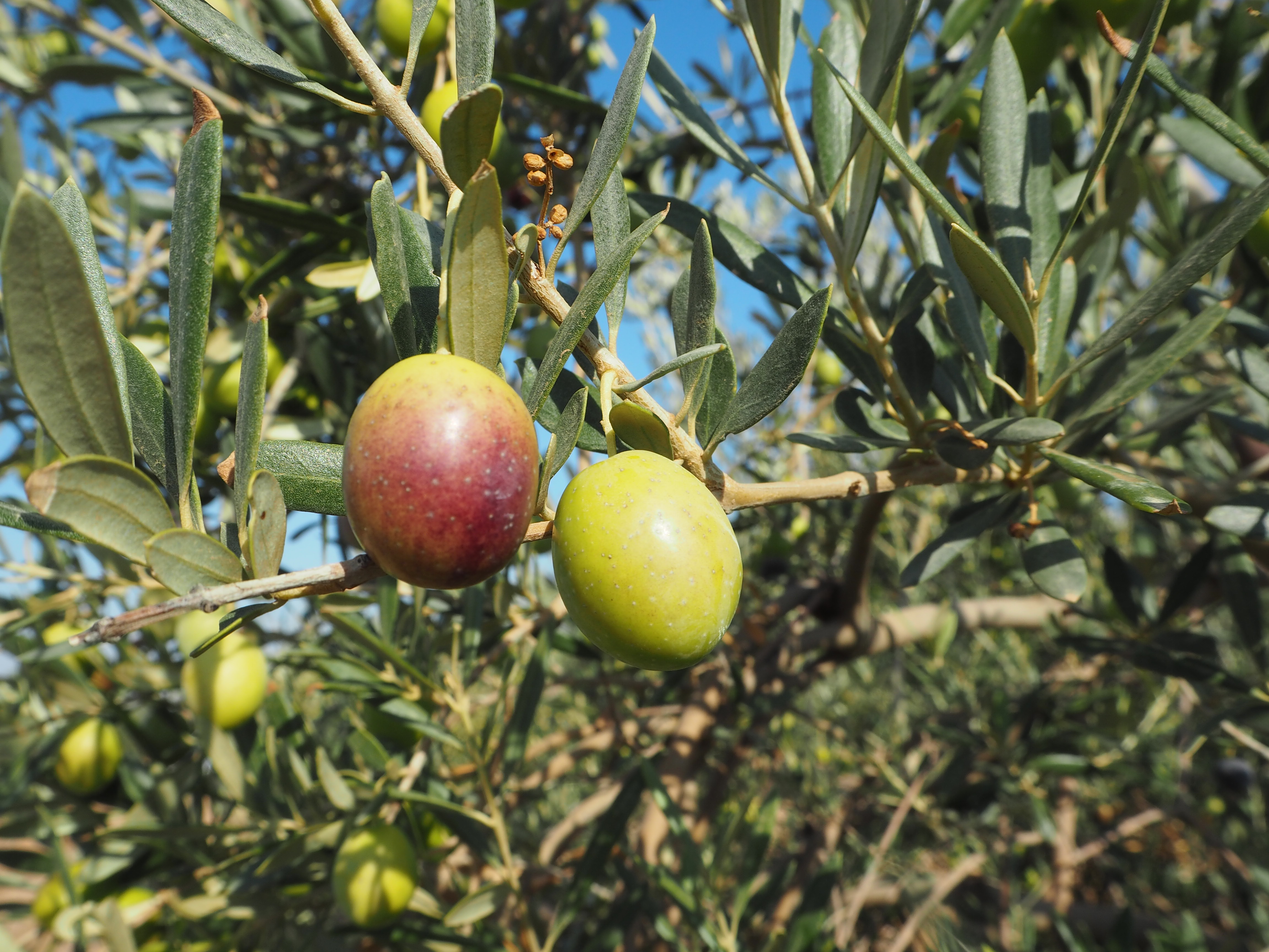 Aceituna Manzanilla