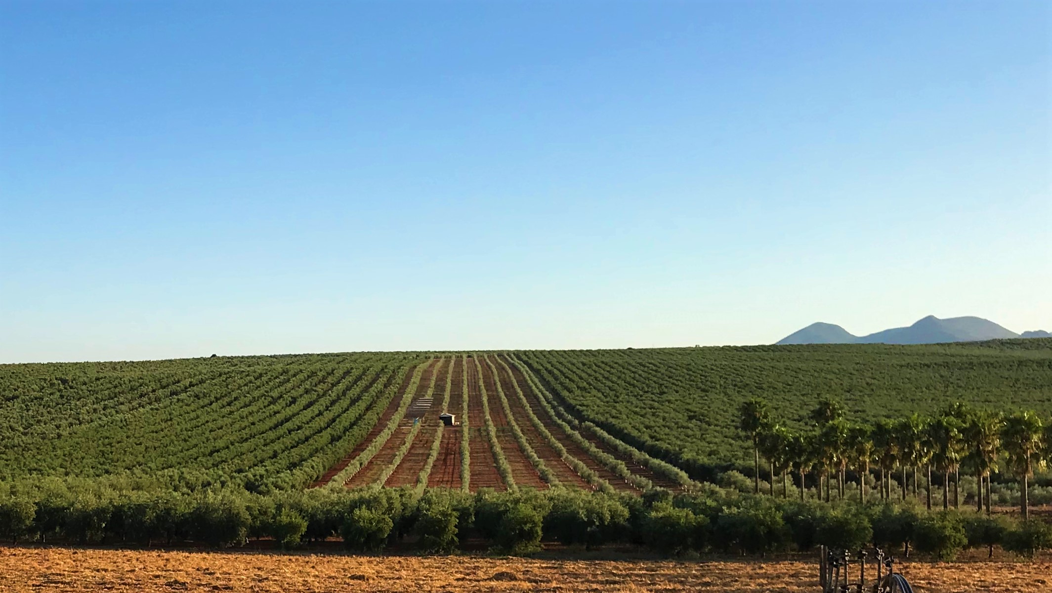 Mar de olivos