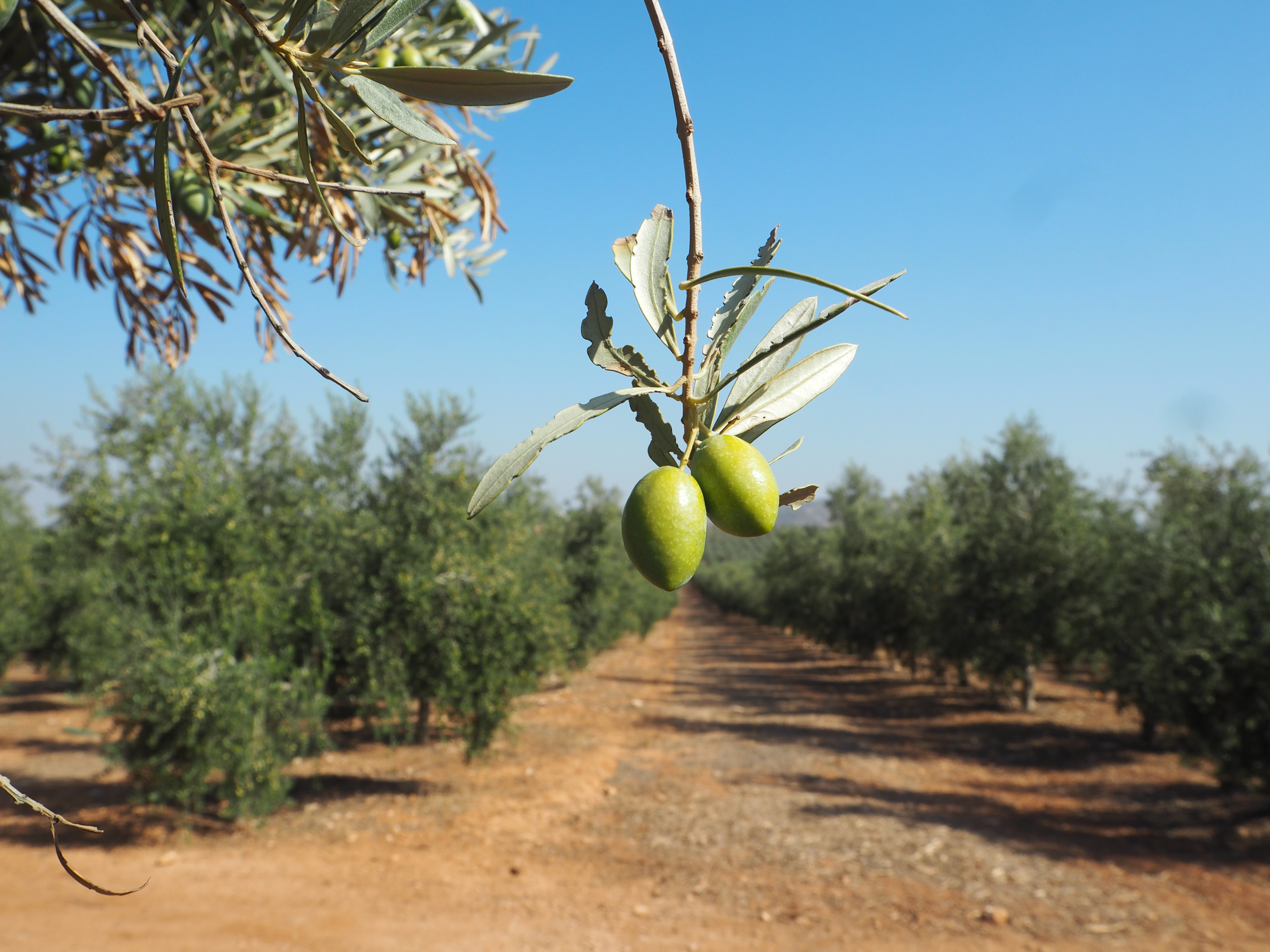Aceituna Picual
