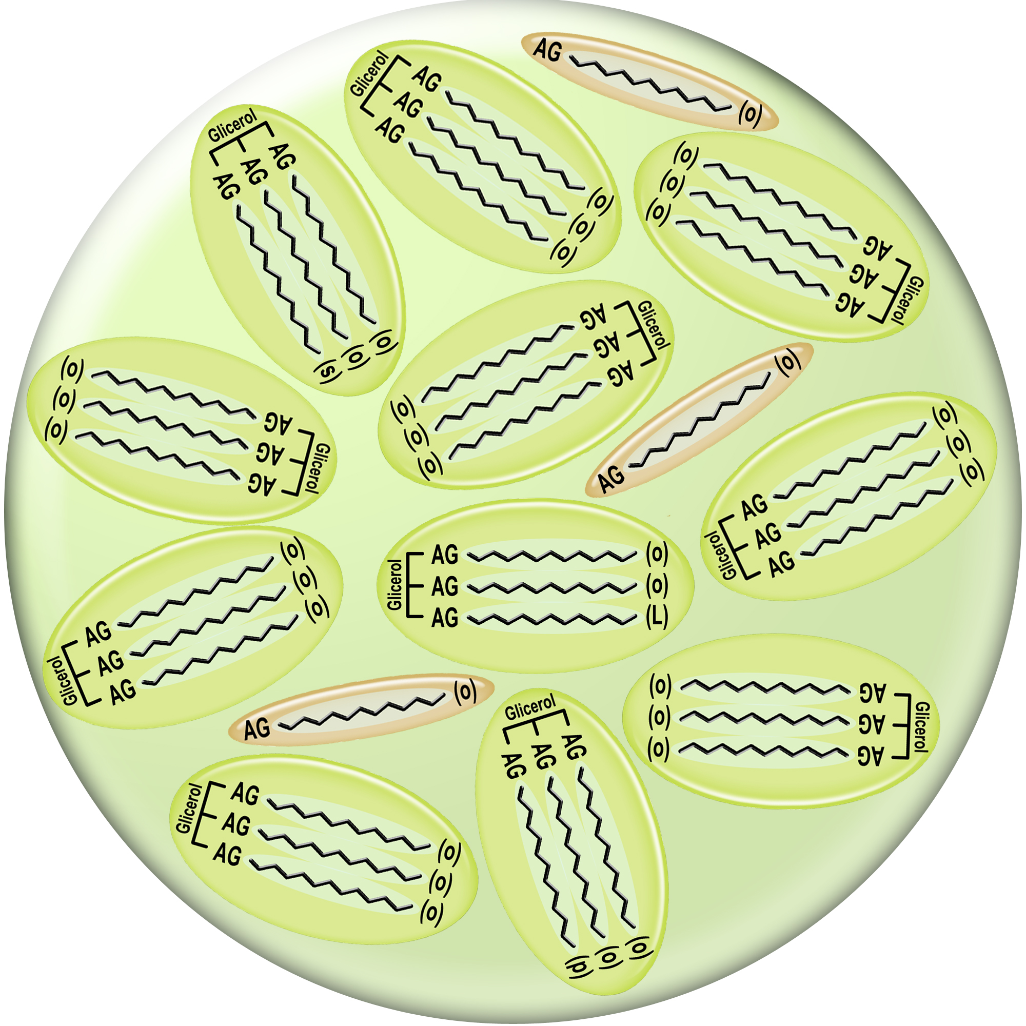 Triglycerides et acides gras libres