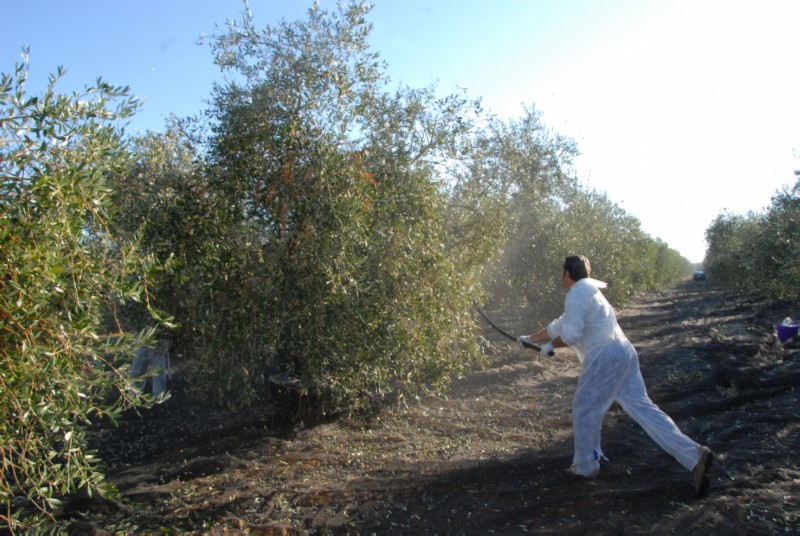 Recolección de la aceituna (Vareo del Olivo)